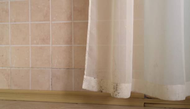 Best Environmental Consulting for Mold Prevention  in New Port Richey, FL