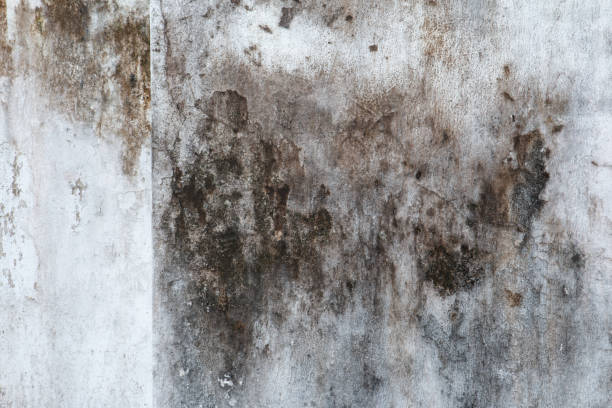 Mold Removal for HVAC Installations in New Port Richey, FL