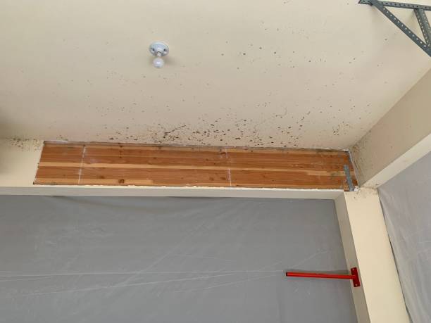 Best Forensic Mold Investigation  in New Port Richey, FL