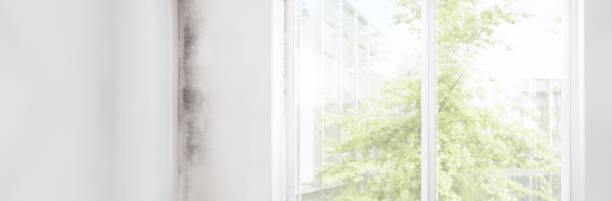 Best Asbestos and Lead Testing During Mold Inspection  in New Port Richey, FL