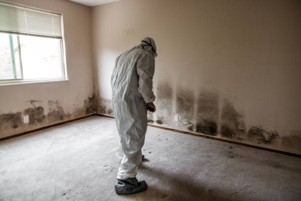 Best Black Mold Removal  in New Port Richey, FL