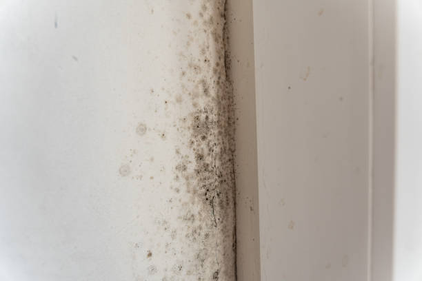 Best Forensic Mold Investigation  in New Port Richey, FL